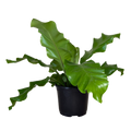 A potted nidus birds nest plant with large, wavy green leaves in a black plastic nursery pot, isolated on a white background.