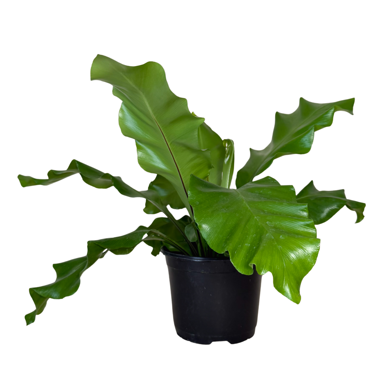 A potted nidus birds nest plant with large, wavy green leaves in a black plastic nursery pot, isolated on a white background.