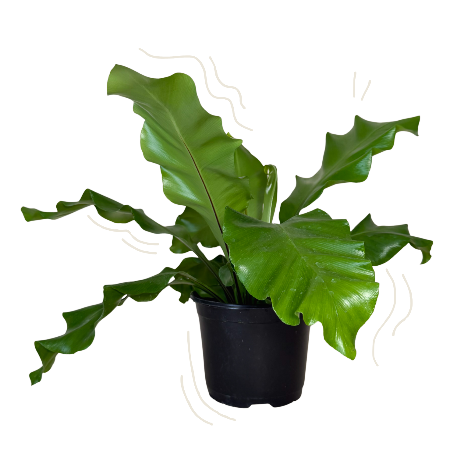 A potted bird's nest plant with large, glossy green leaves in a black plastic nursery pot, isolated on a white background with faint decorative wavy lines.