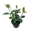 A potted houseplant with elongated green leaves featuring prominent light green stripes and reddish-brown stems, shown in a dark pot against a plain white background.