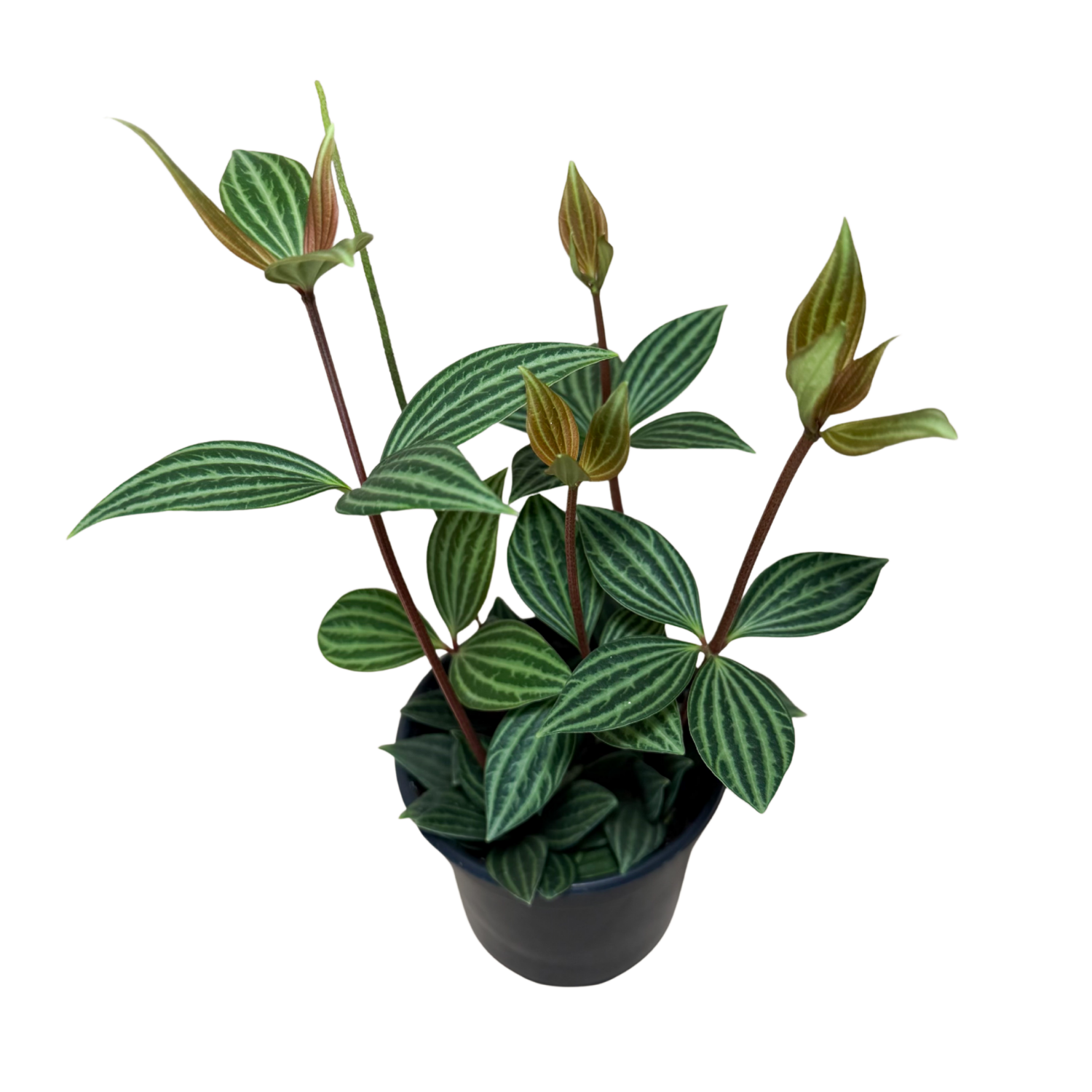 A potted houseplant with elongated green leaves featuring prominent light green stripes and reddish-brown stems, shown in a dark pot against a plain white background.