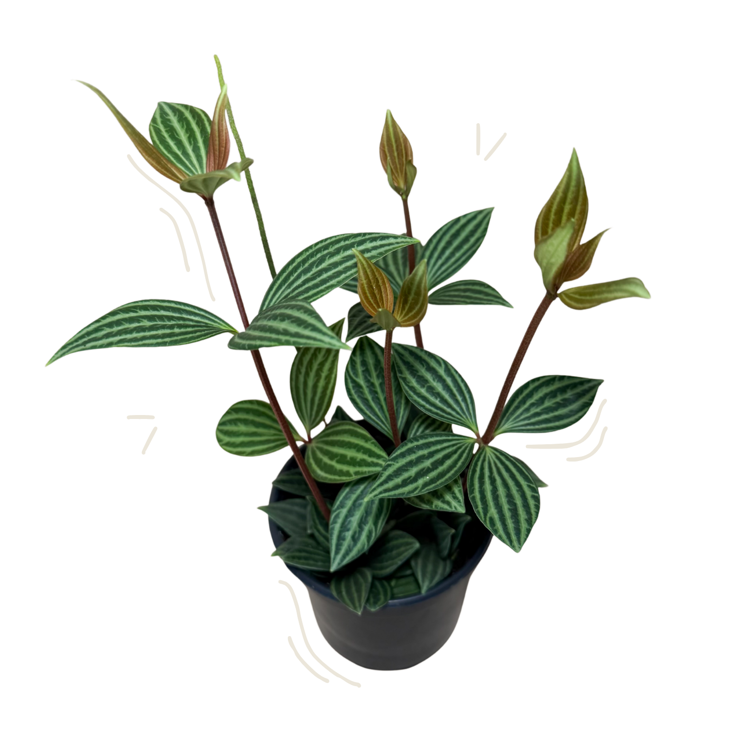 A potted peperomia stilt houseplant with elongated green leaves featuring prominent light green stripes, reddish-brown stems, and several small unopened buds, shown in a dark nursery pot against a plain white background.