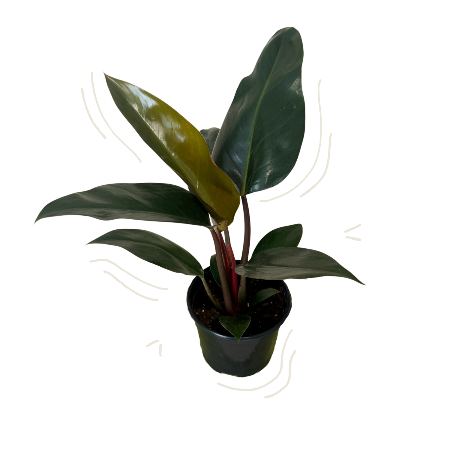 A potted philodendron rojo congo with large glossy dark green leaves and reddish stems, shown in a black nursery pot on a plain white background with a few light decorative curved lines around it.