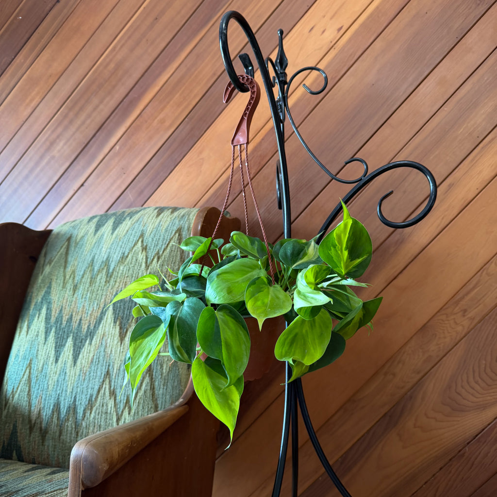 Philodendron Brasil Hanging Basket (Philodendron Hederaceum 'Brasil') - 6 Inch Indoor Houseplant