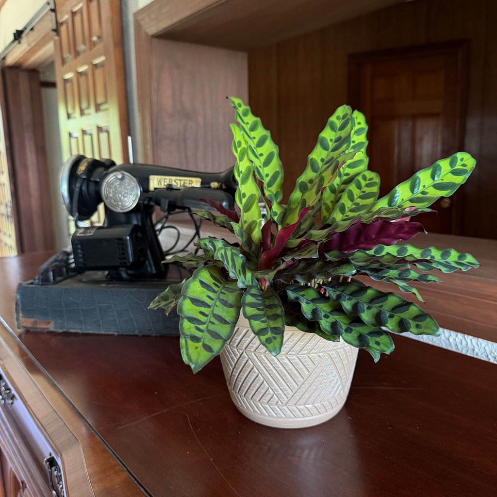 Calathea Rattlesnake (Calathea Lancifolia Goeppertia Insignis) - 6 Inch Indoor Houseplant