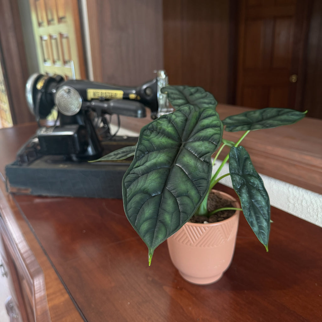 Alocasia Dragon Scale (Alocasia Baginda 'Dragon Scale') - 4 Inch Indoor Houseplant