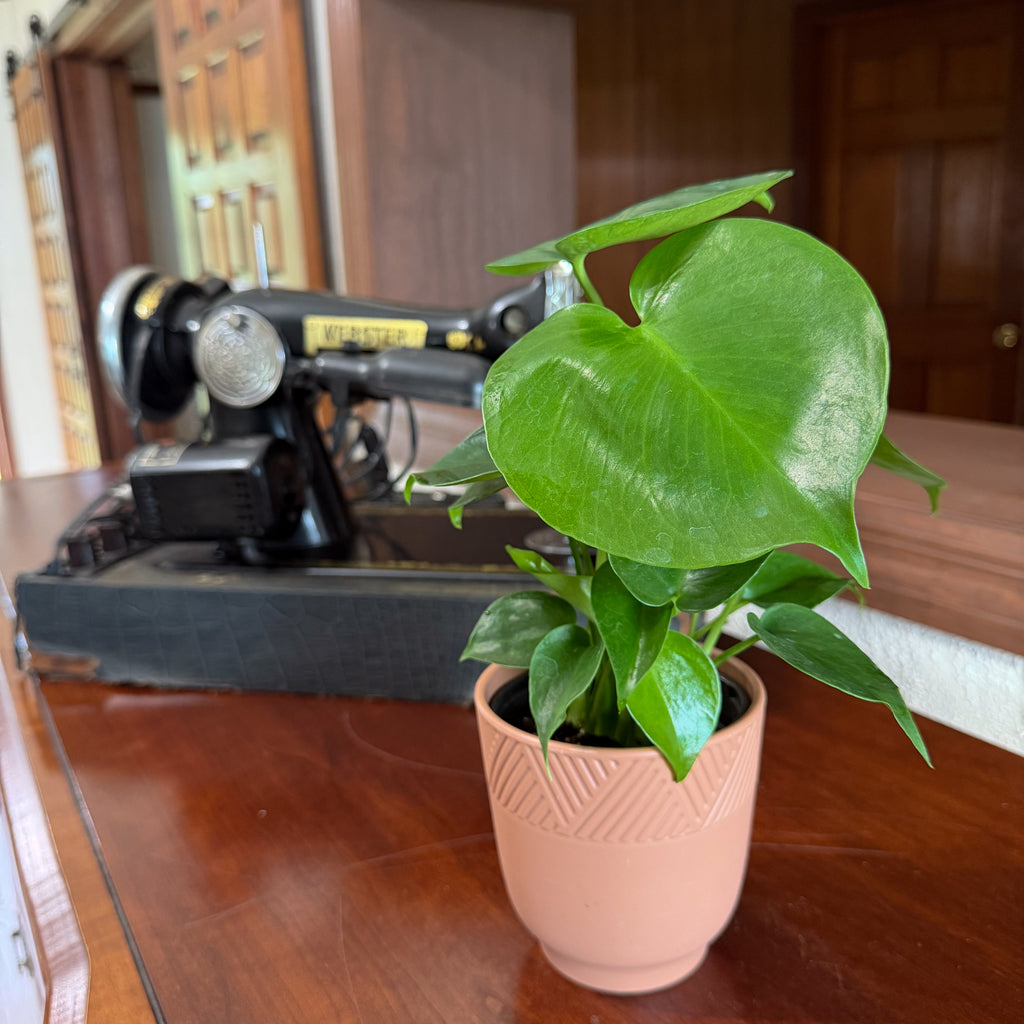 Monstera Deliciosa - 4 Inch Indoor Houseplant
