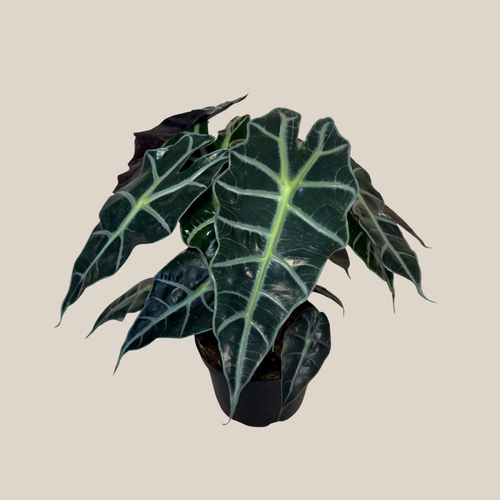 Alocasia Polly - 6 Inch Houseplant
