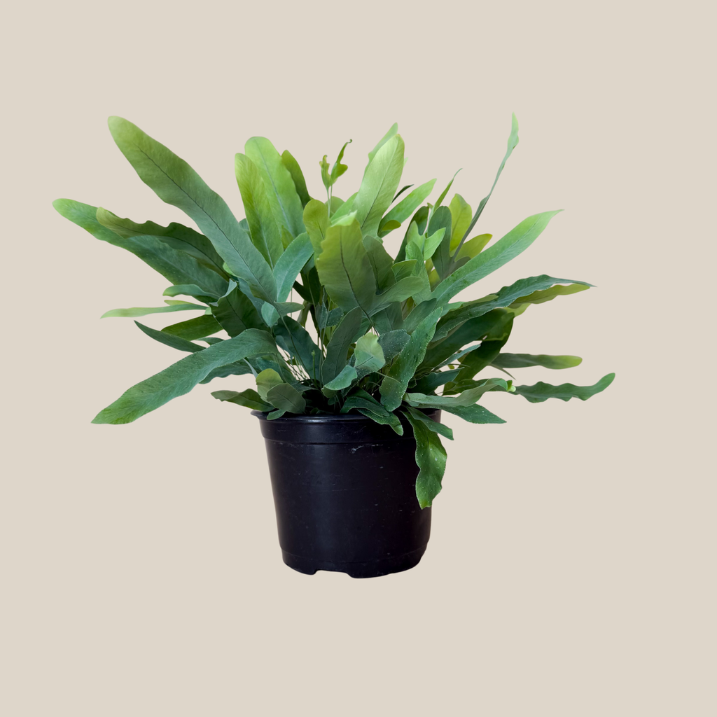 Blue Star Footed Fern (Phlebodium Aureum 'Blue Star) - 6 Inch Indoor Houseplant