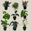 Mystery Foliage 2 Pack - 6 Inch Indoor Houseplants