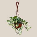 Pothos N'Joy Hanging Basket (Epipremnum Aureum 'N'Joy') - 6 Inch Indoor Houseplant