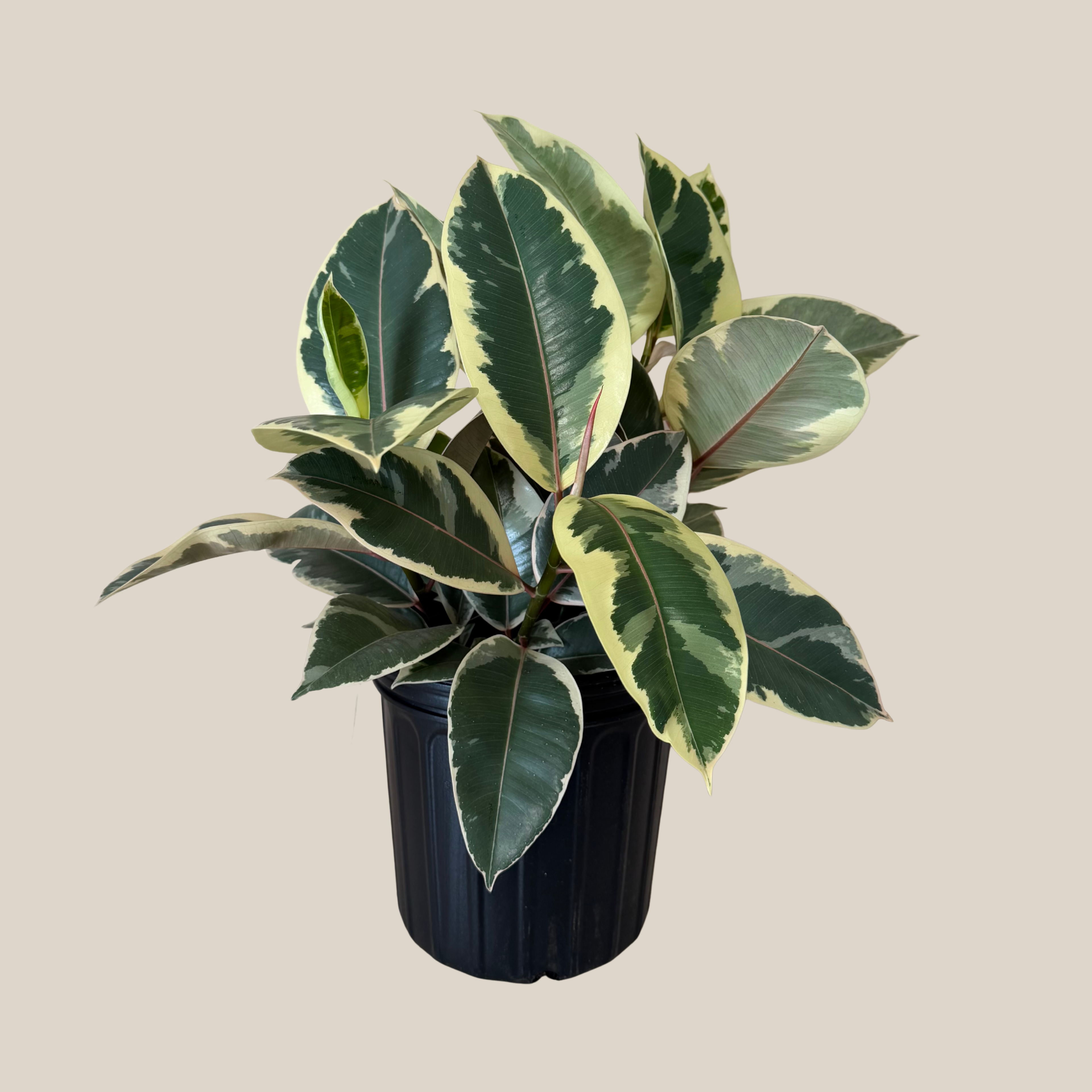 Variegated Rubber Tree (Ficus Elastica 'Tineke') - 8 Inch Indoor Houseplant
