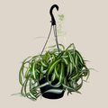 Spider Curly Hanging Basket (Chlorophytum Comosum 'Bonnie') - 8 Inch Indoor Houseplant