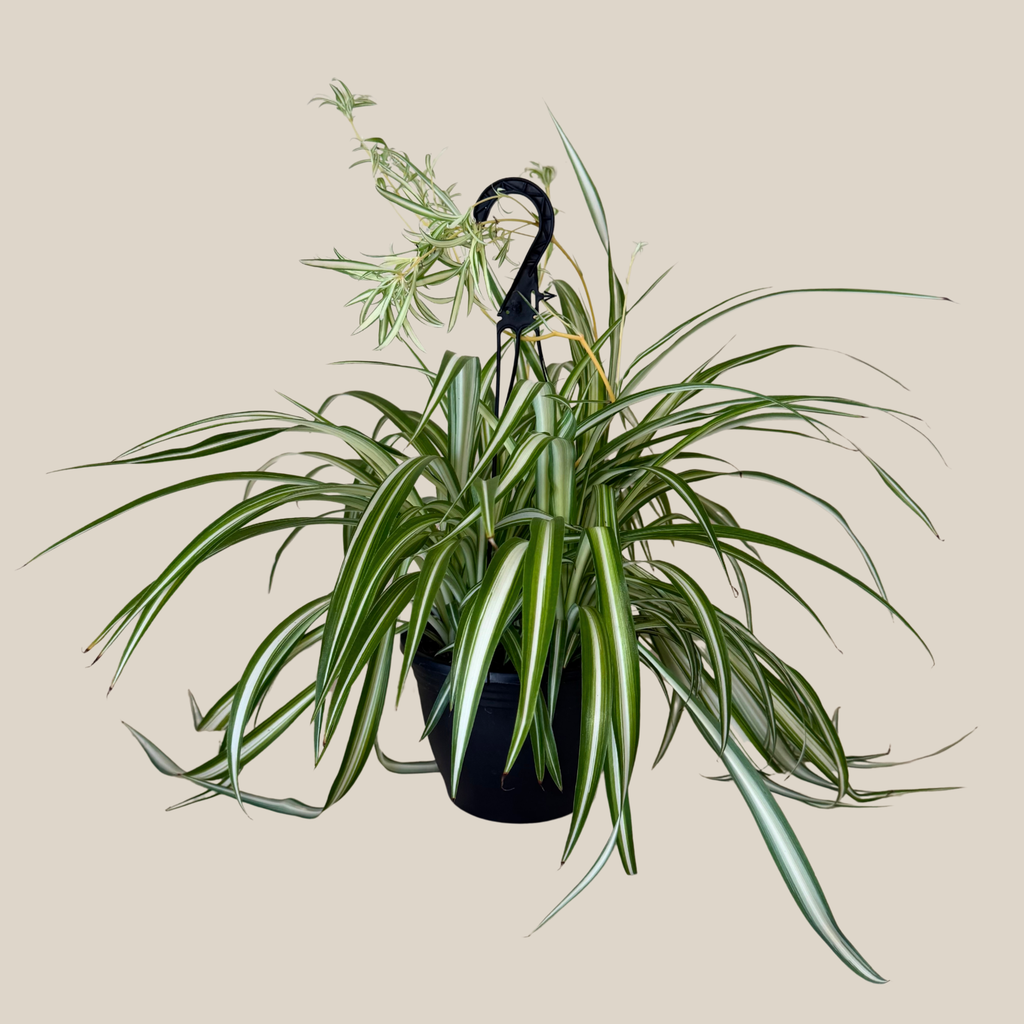 Spider Variegated Hanging Basket (Chlorophytum Comosum 'Vittatum') - 8 Inch Indoor Houseplant