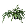 A potted green fern plant with long, slender, wavy leaves, shown against a plain white background.