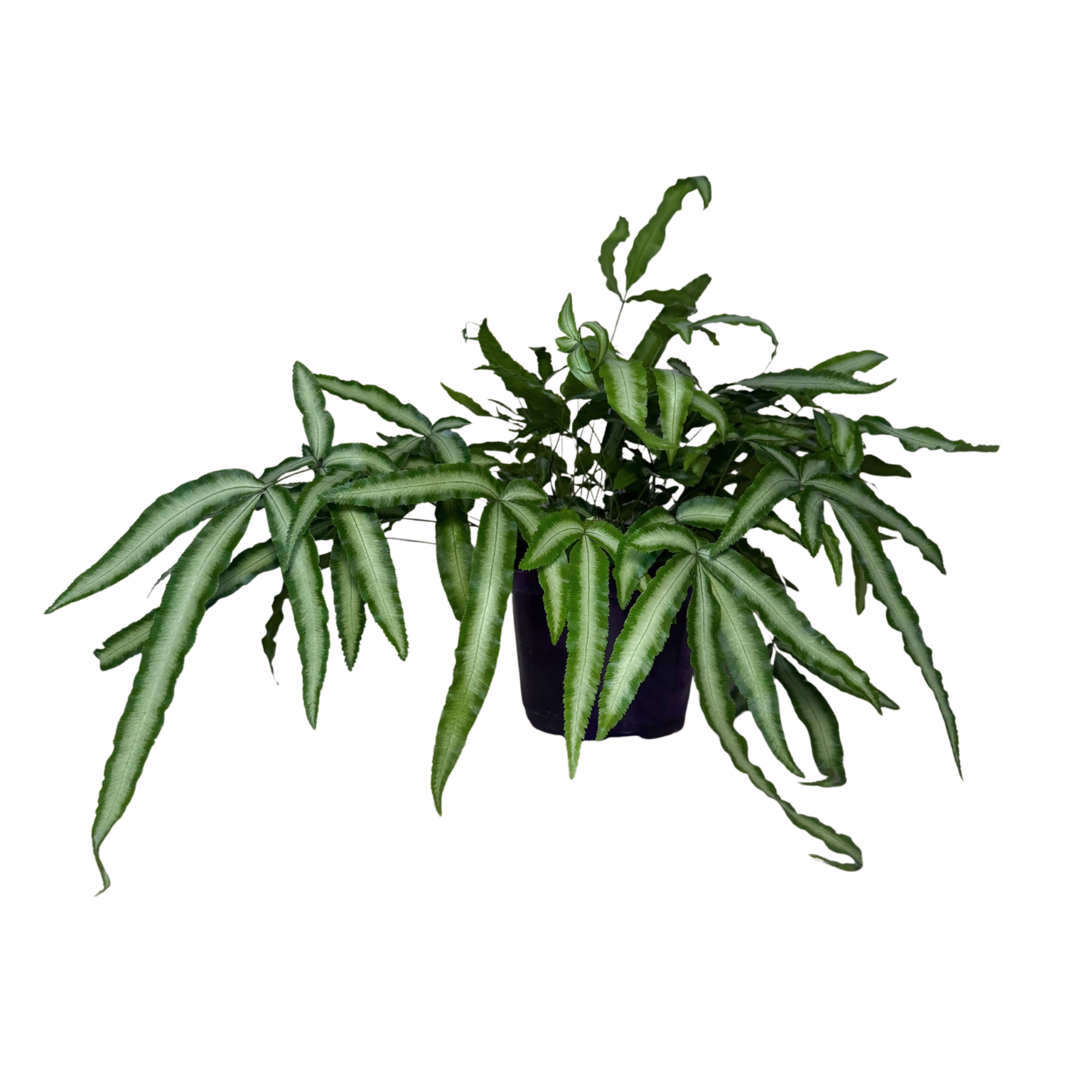 A potted green fern plant with long, slender, wavy leaves, shown against a plain white background.