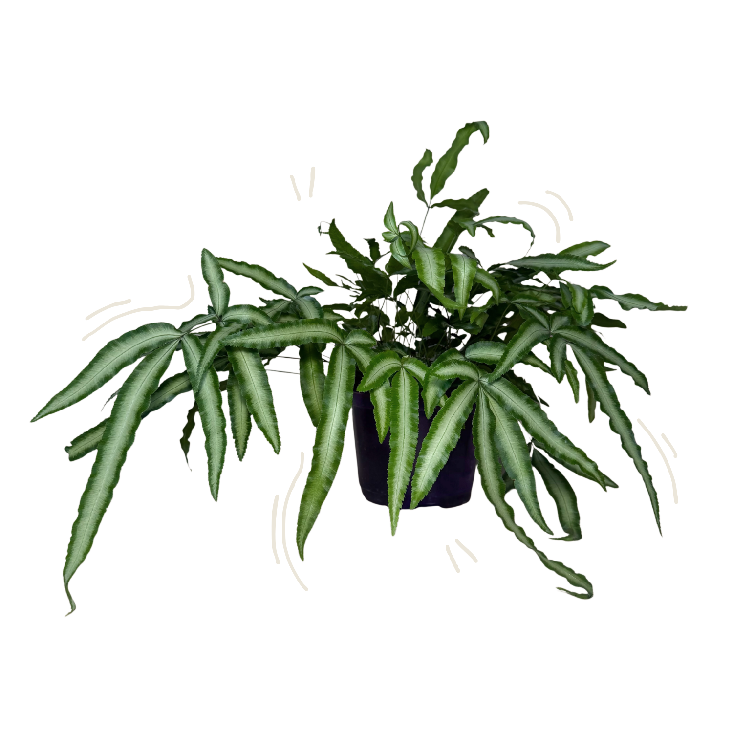 A potted green fern plant with long, slender, wavy leaves, shown against a plain white background.