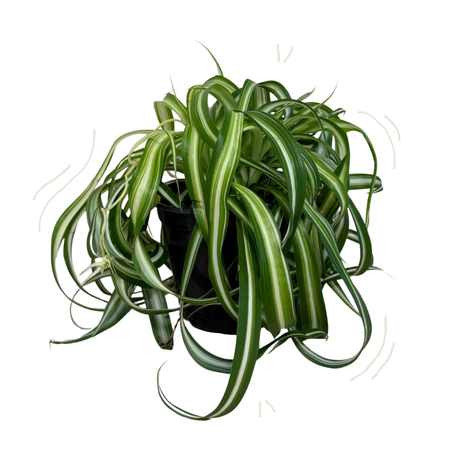 A potted spider plant with long, arching green leaves featuring white stripes, shown in a black nursery pot against a plain white background.