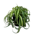 A potted spider plant with long, arching variegated green and white leaves, shown against a plain white background.