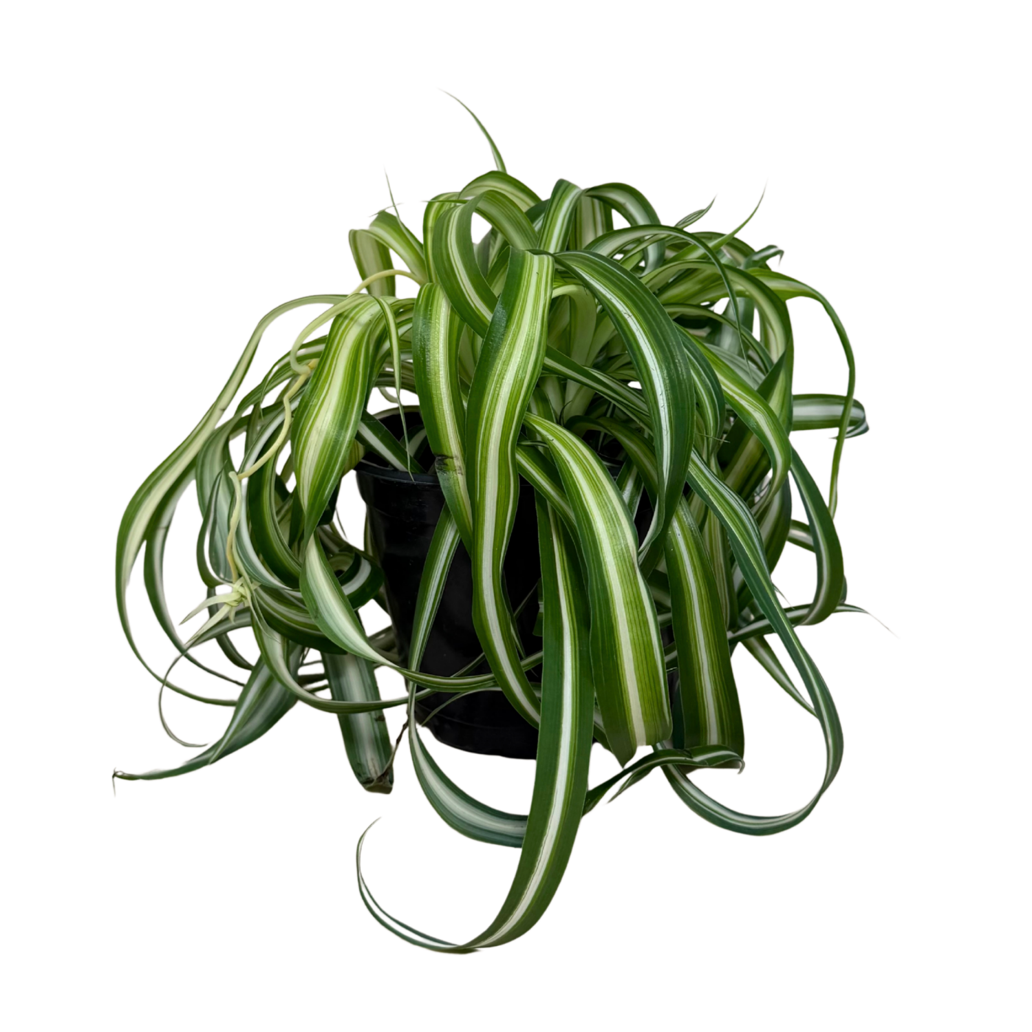 A potted spider plant with long, arching variegated green and white leaves, shown against a plain white background.