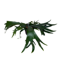 a green staghorn bifurcatum fern in a black nursery pot on a blank background