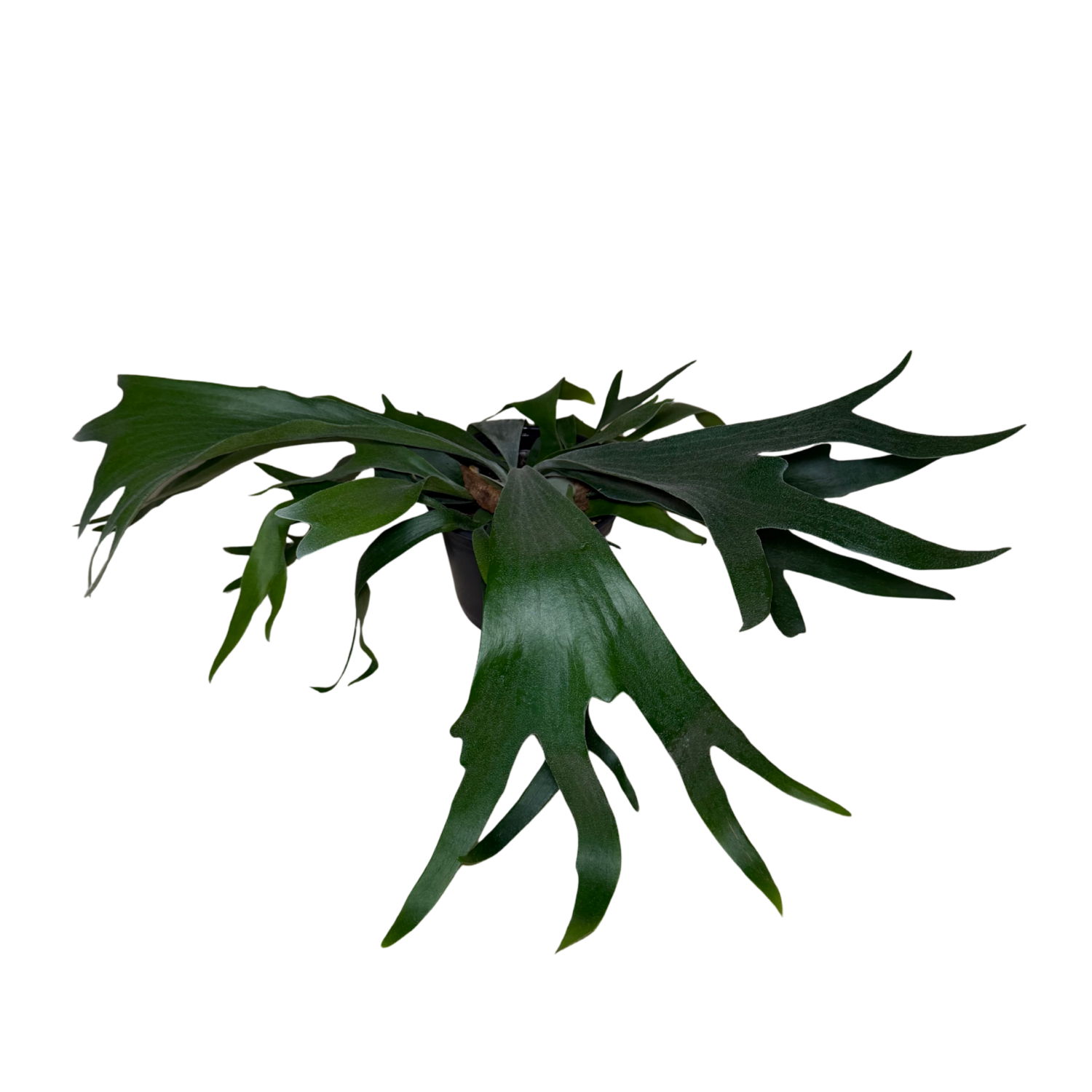 a green staghorn bifurcatum fern in a black nursery pot on a blank background