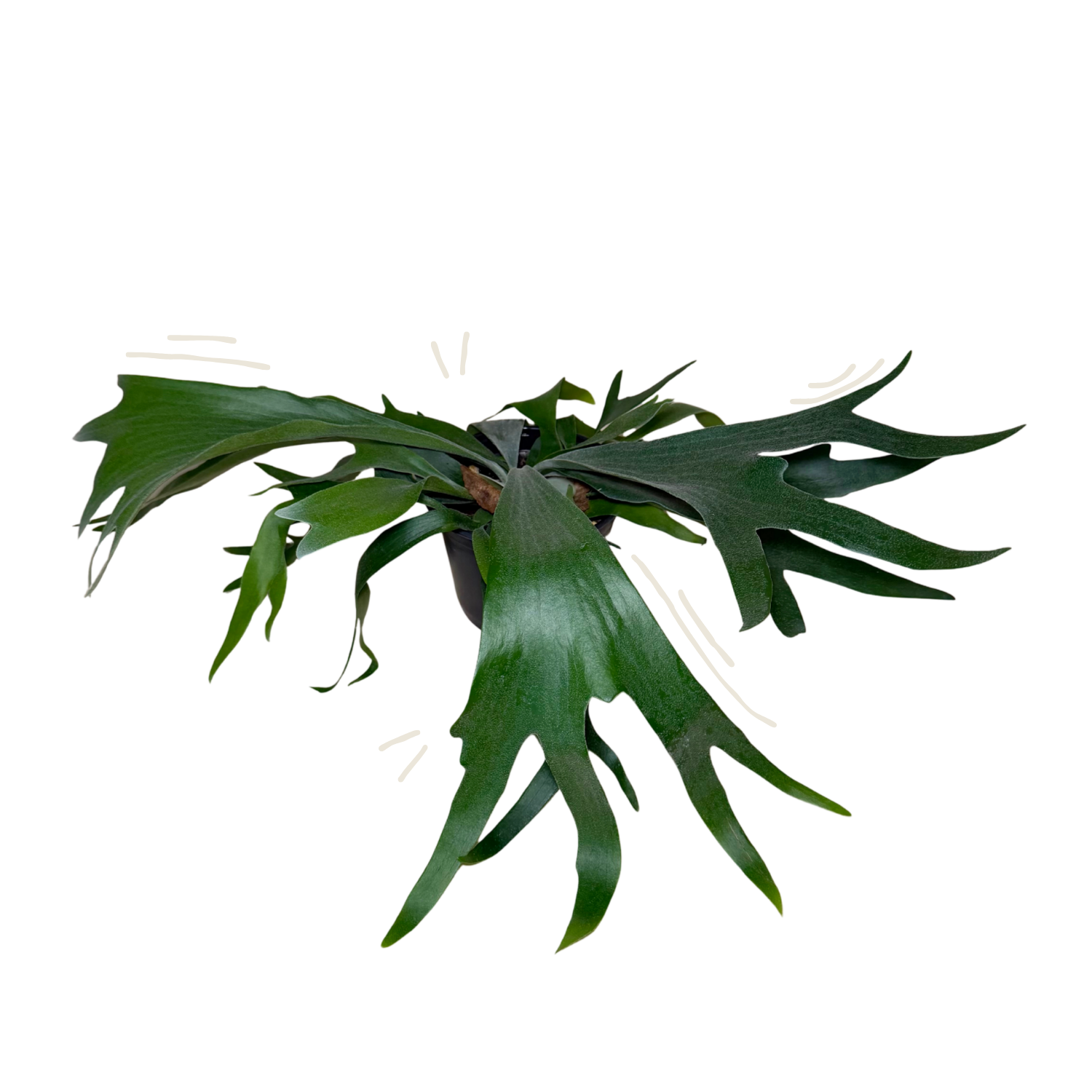 A green staghorn bifurcatum fern isolated on a white background.