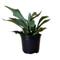 A green staghorn plant in a black plastic nursery pot, isolated on a white background.