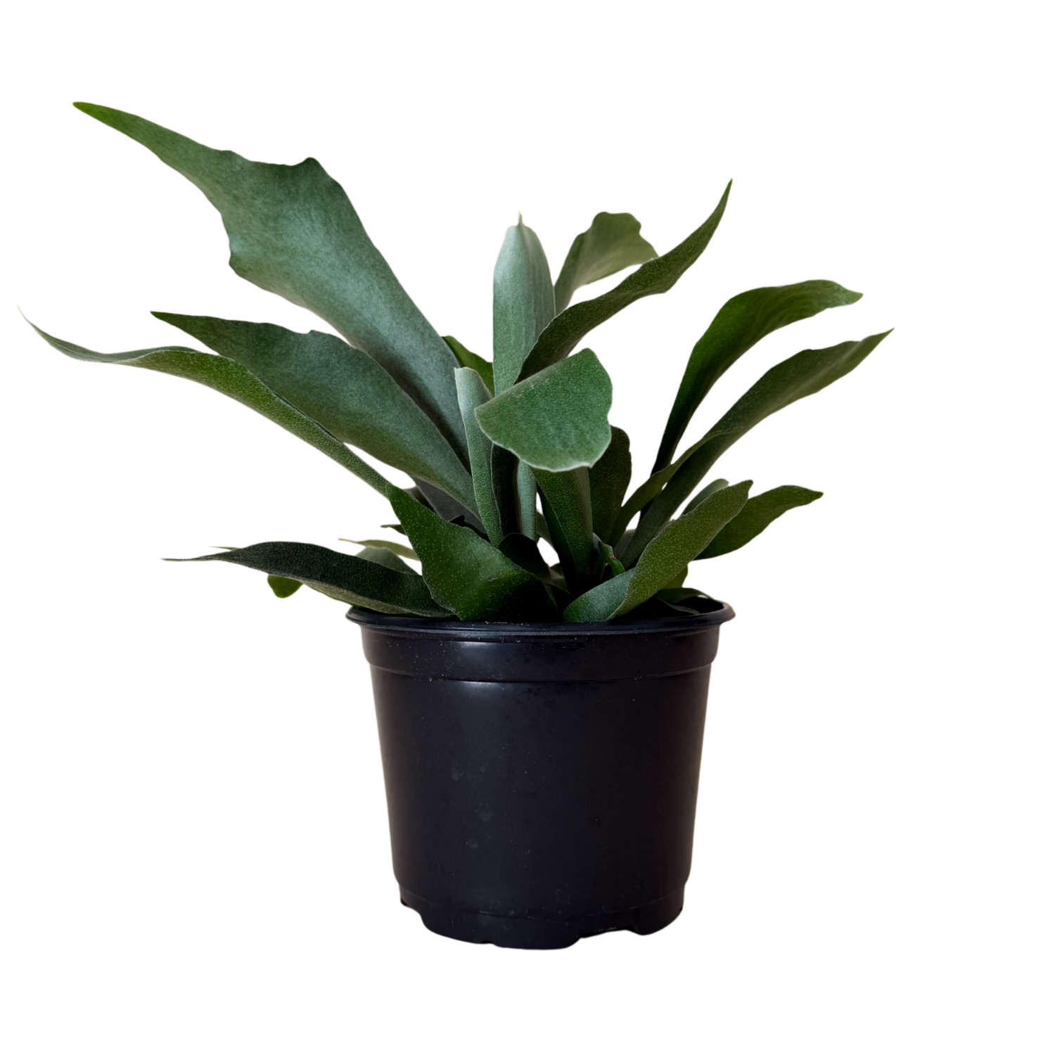A green staghorn plant in a black plastic nursery pot, isolated on a white background.