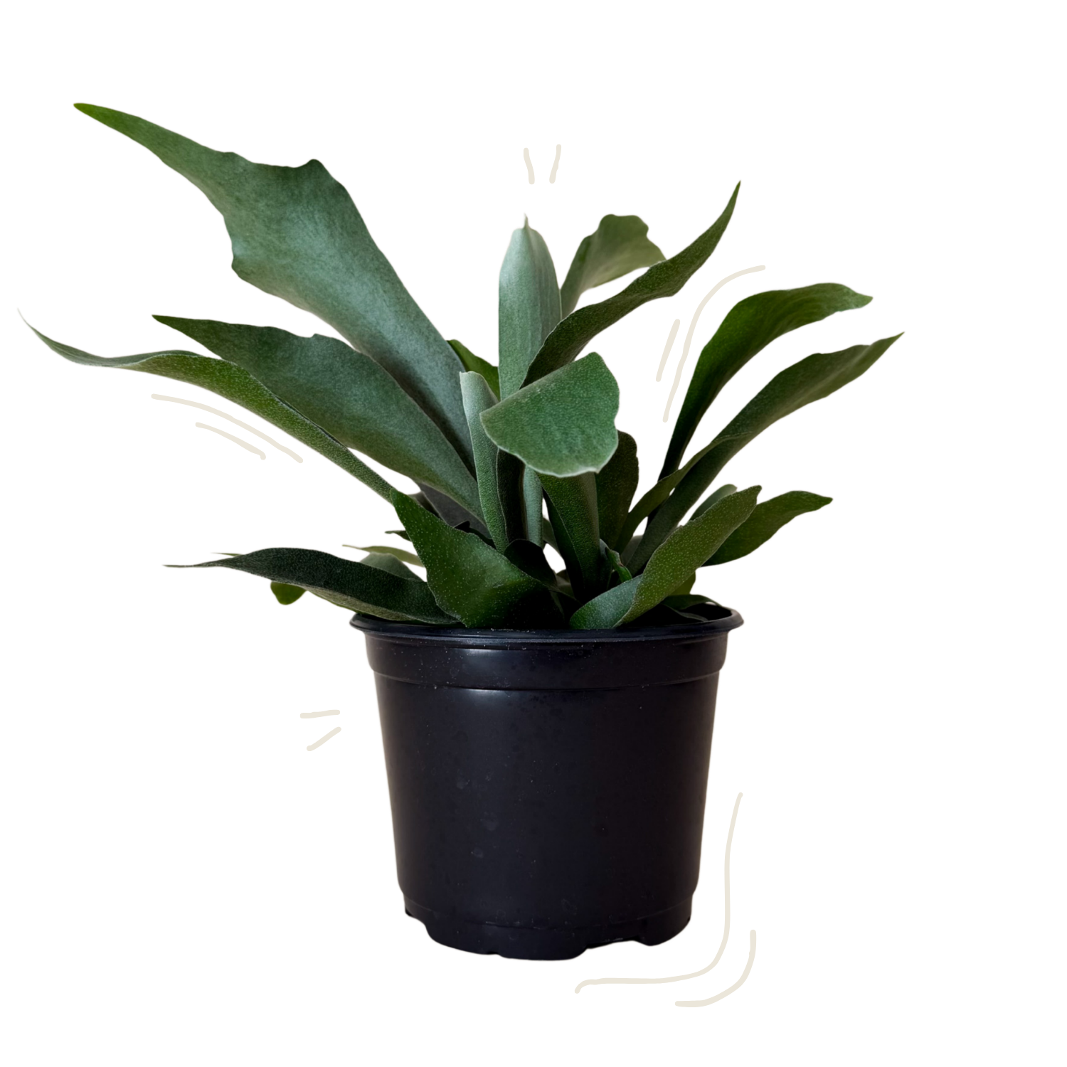 A green leafy plant in a black plastic nursery pot, photographed against a plain white background.
