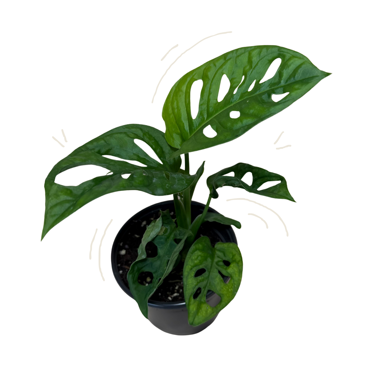A potted swiss cheese Monstera plant with large green split leaves, shown in a black plastic pot against a plain white background.