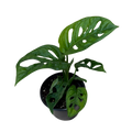 A potted Monstera plant with large green split leaves, shown in a black plastic pot against a plain white background.