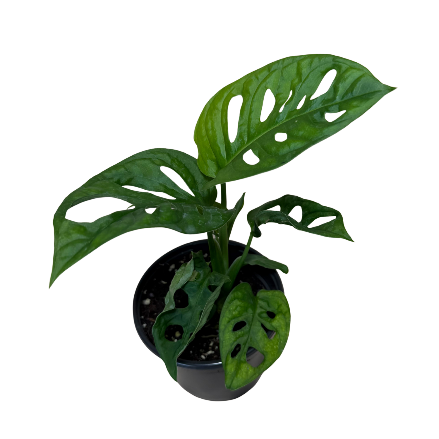A potted Monstera plant with large green split leaves, shown in a black plastic pot against a plain white background.
