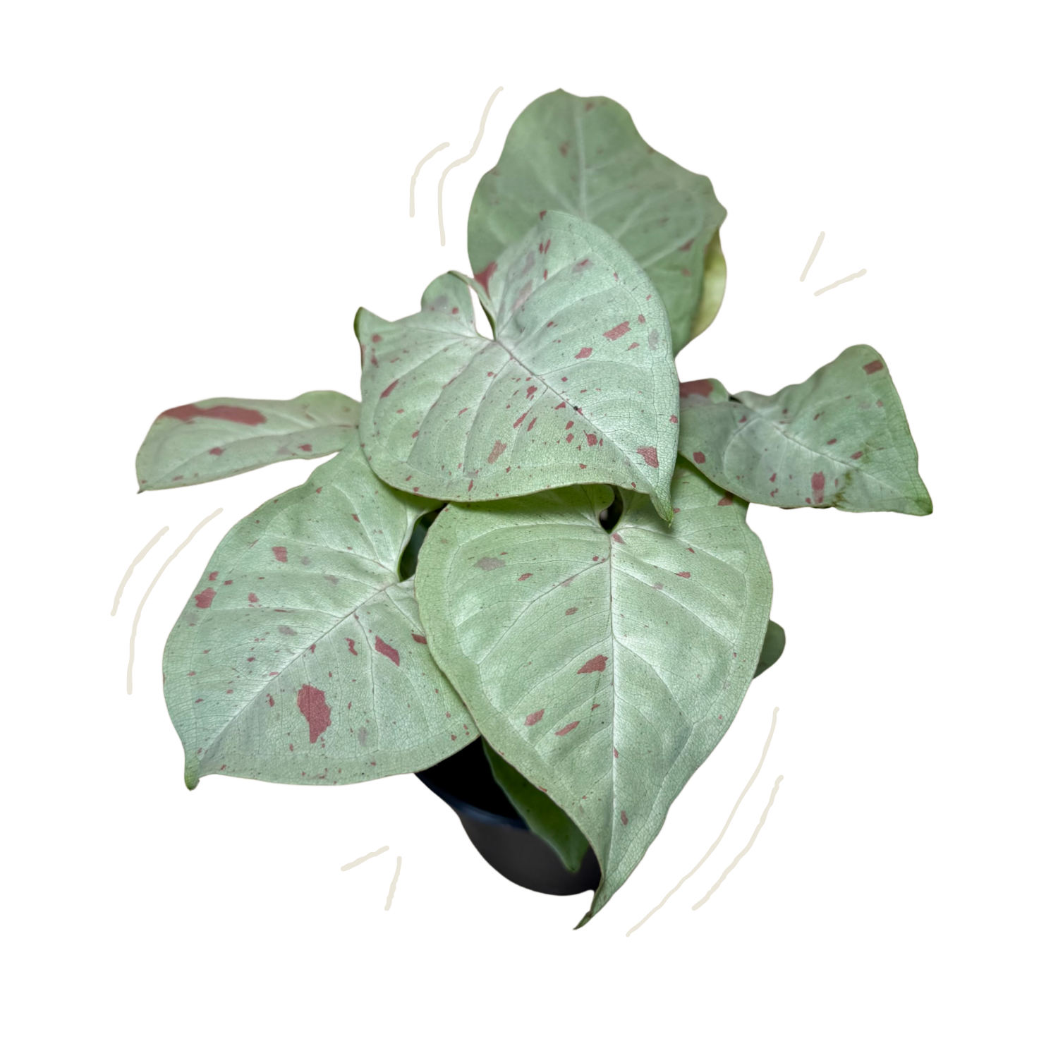 A potted syngonium milk confetti plant with large light green heart-shaped leaves speckled with pinkish-red spots, shown against a plain white background with a few decorative curved line doodles.
