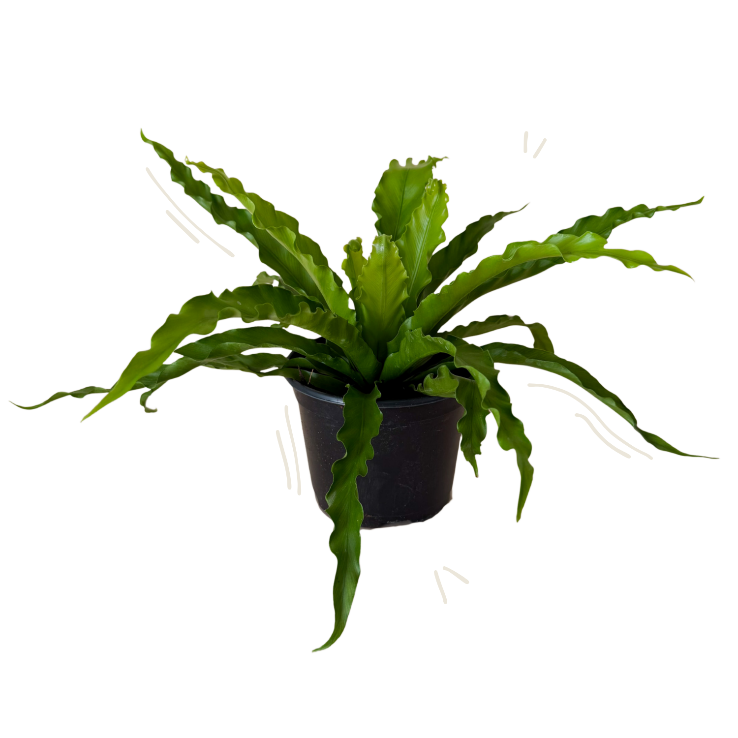 A potted victoria's birds nest fern with long, wavy, ruffled leaves in a dark pot, isolated on a white background.