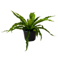 A potted victorias birds nest green plant with wavy, ruffled fronds in a black plastic pot, isolated on a white background.