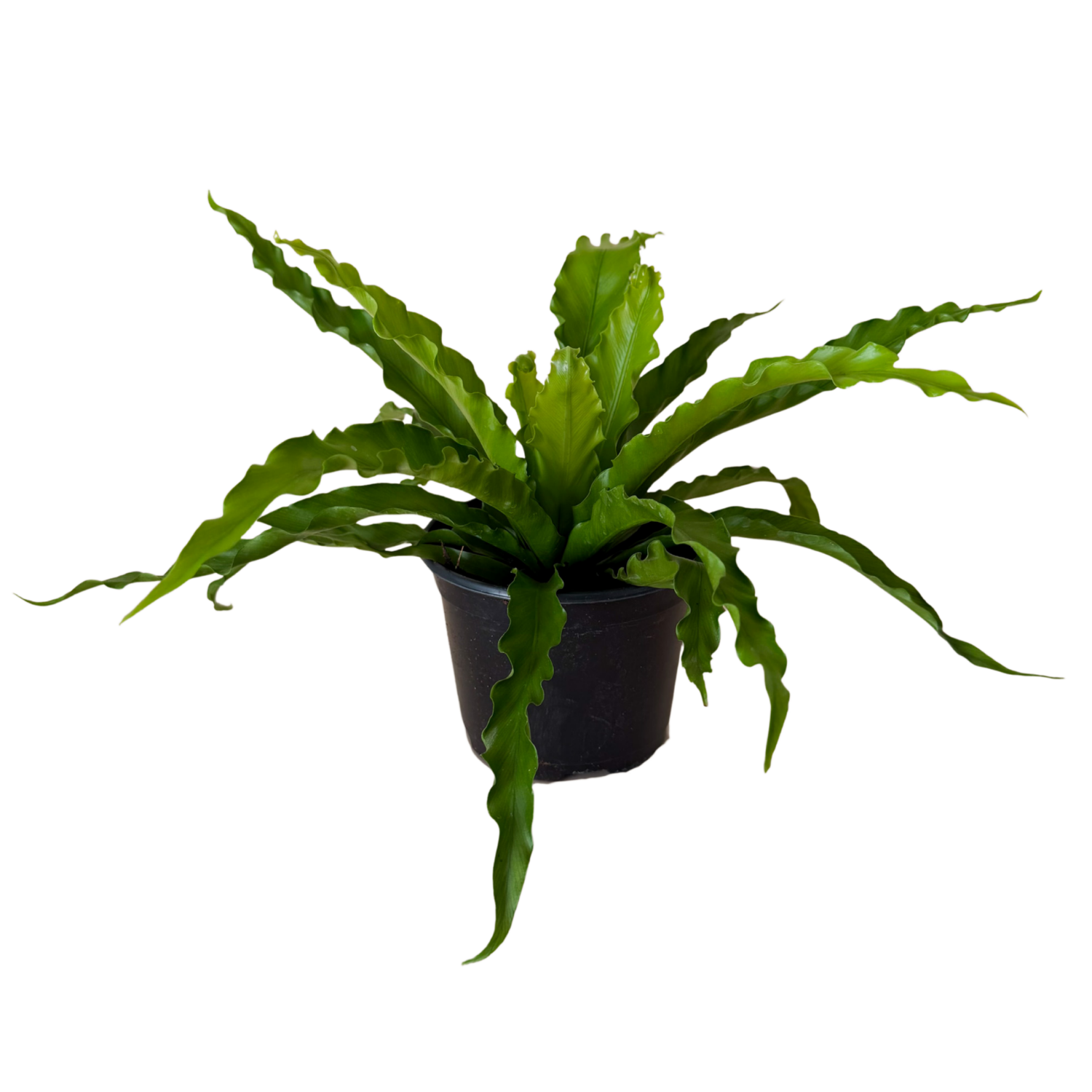 A potted victorias birds nest green plant with wavy, ruffled fronds in a black plastic pot, isolated on a white background.